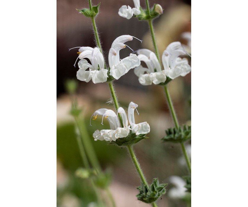 Silver Sage